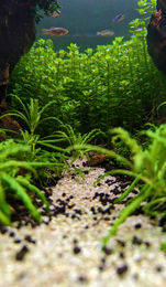 planted aquarium in shawnee 