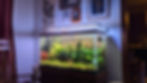 aquarium design in Kansas City