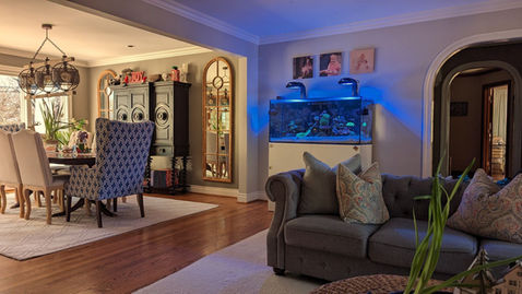 Reef aquarium in living room. 
