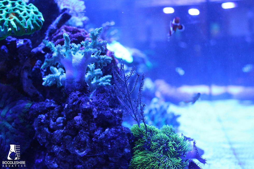 Reef Aquarium in Leawood, Kansas