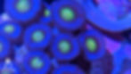 AOI Zooanthid polyps