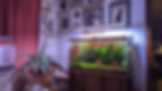 Aquarium placement home office