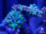 Close-up of a vibrant coral with glowing green and purple tips against a deep blue background. "Boodleshire Aquatics" logo visible.