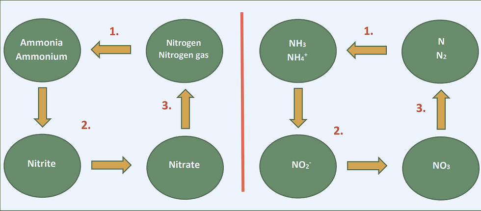 Flowchart of nitrogen cycle; ammonia to nitrogen gas, nitrite to nitrate. Green circles, orange arrows, labeled steps 1-3 on light blue.