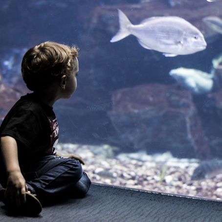 The Benefits of Owning a Family Aquarium. 