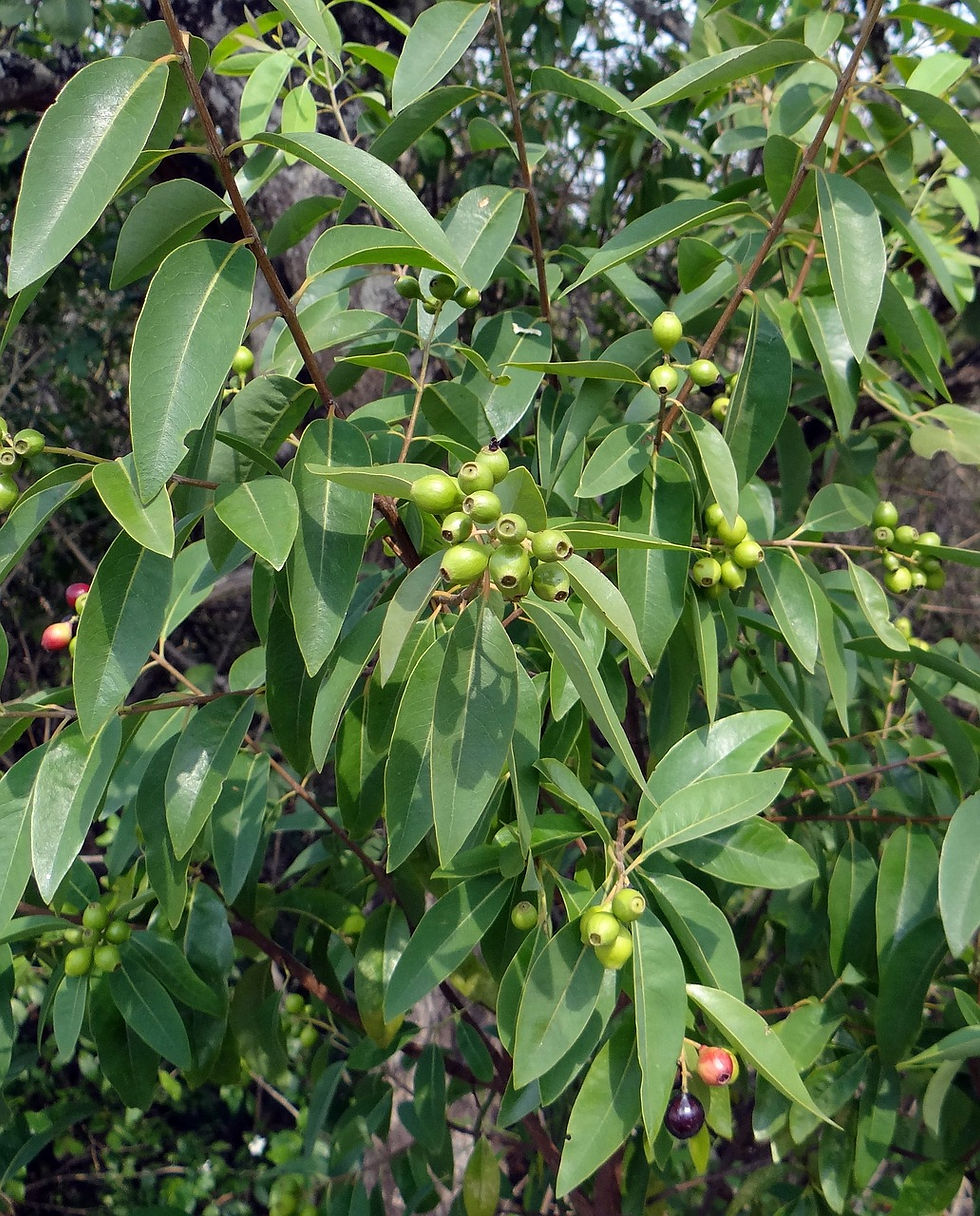 Indian Sandalwood tree whose wood is used to make Yuana Aroma Sandalwood Essential Oil