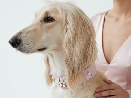 Guide des tailles : comment mesurer son chien