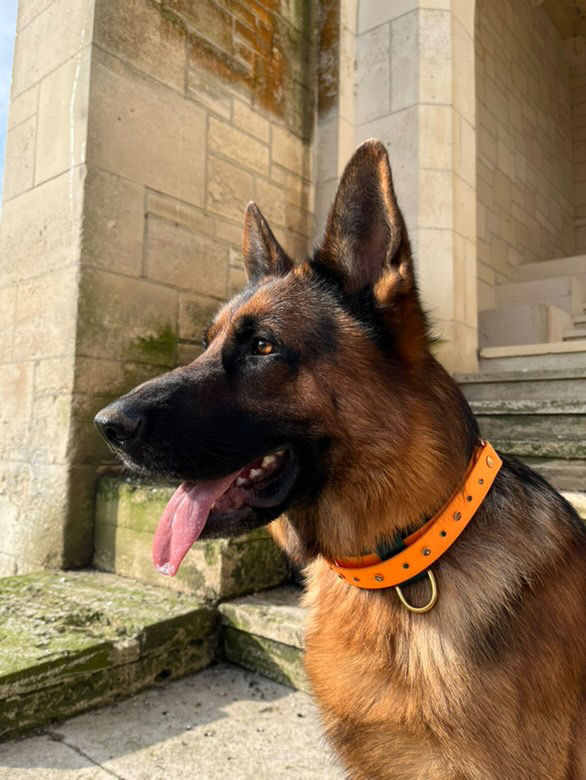 Miniature : HUGUES collier à poignée rétractable