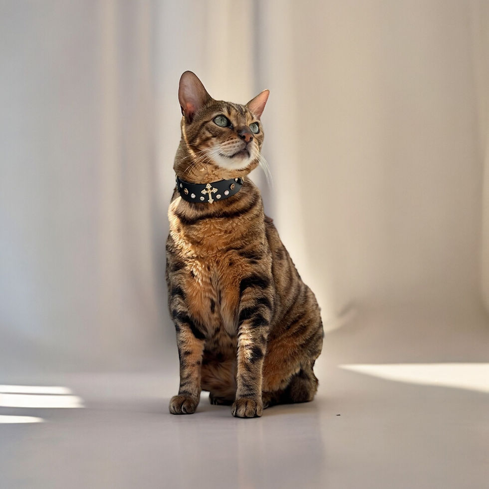 Miniature : Mini SAINT LOUIS