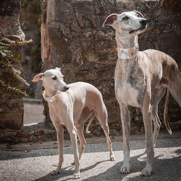 accessoire luxe chiens, boutique accessoires fait main en france, accessoires luxe animaux