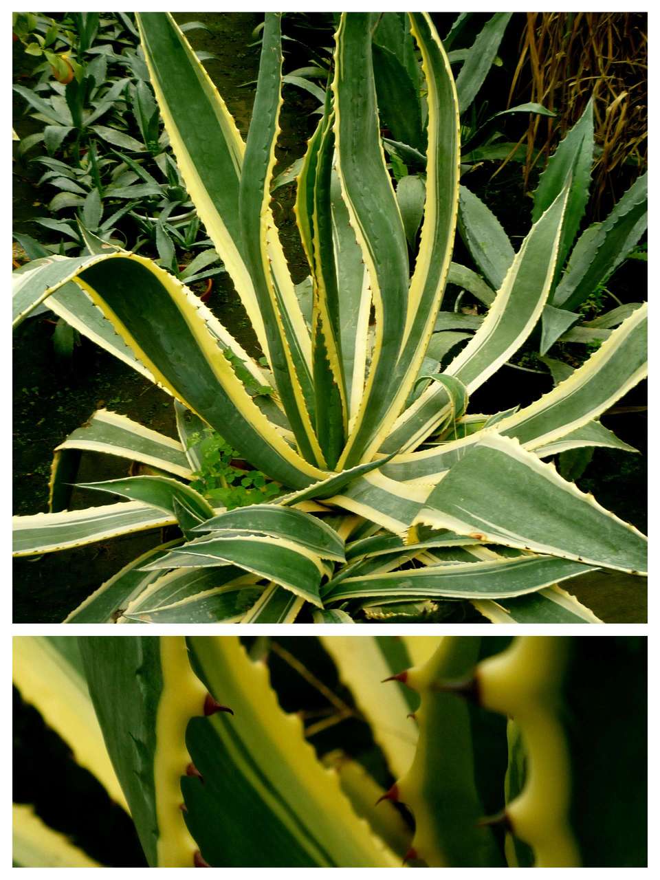 Agave Americana Variegata