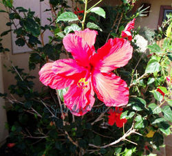 GEDC1184_wm.jpg