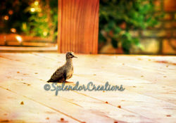 BeFunky_Summer_1.jpg_wm.jpg