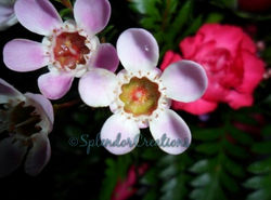That's A Flower_wm.jpg