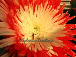 BeFunky_GEDC2137.jpg_wm.jpg