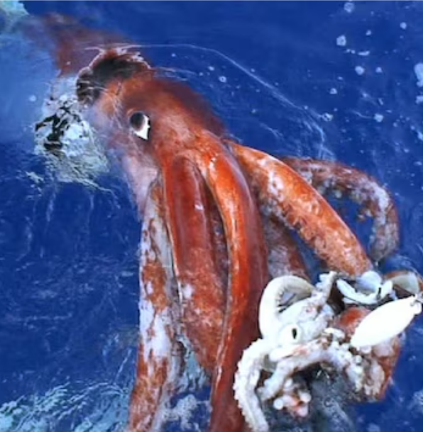 ree