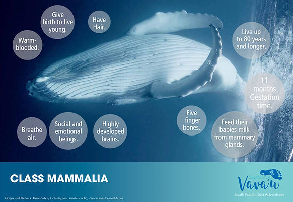 Medde Whale Info