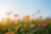 cosmos-field-with-sunset.jpg