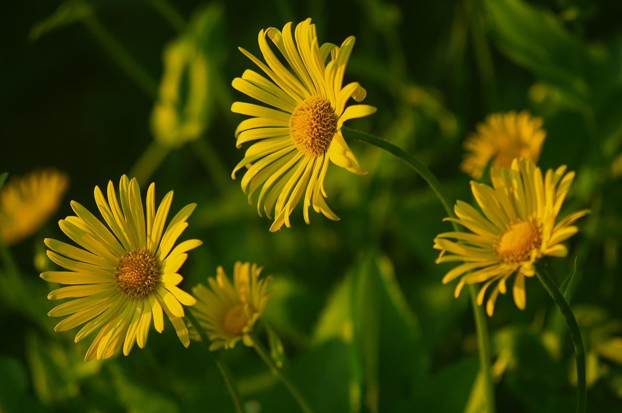 Dr. Jordan Kneiff - Yggdrasil Naturopathic Medicine Minnetonka MN
