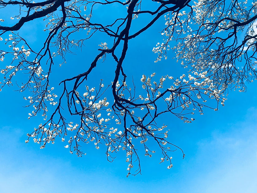 Branches of a tree with white blossoms stretch across a clear blue sky