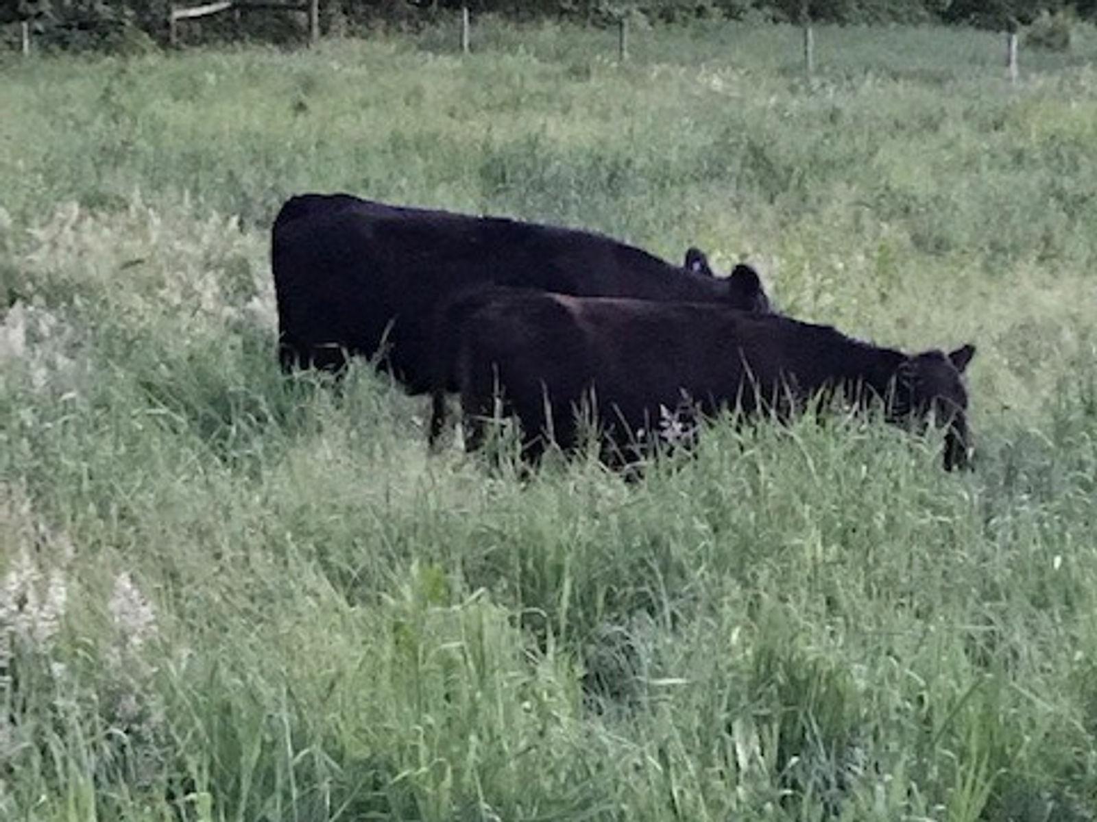 Horodyski's White Barn Farm
