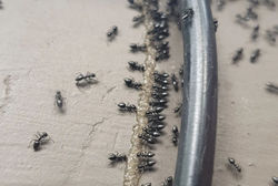 ANTS FEEDING ON BAIT