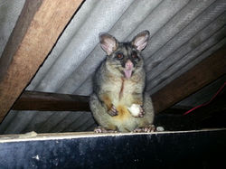 POSSUMS