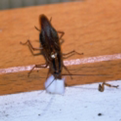 Cockroach treatments