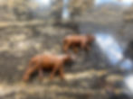 Native carved animals