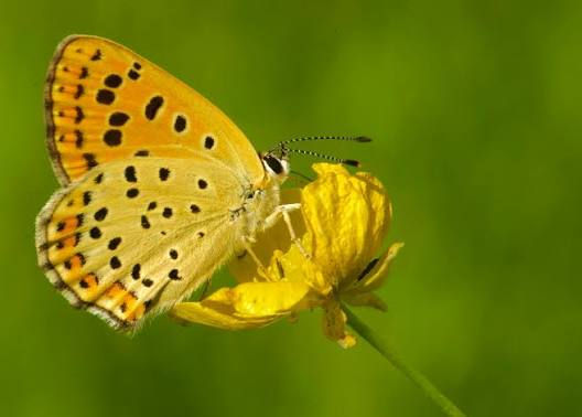 papillon sur fleur.jpg