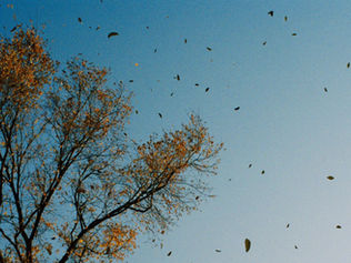 Leaves blowing off the tree