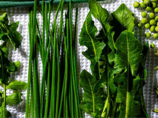 Greens and veggies laid out on a towel