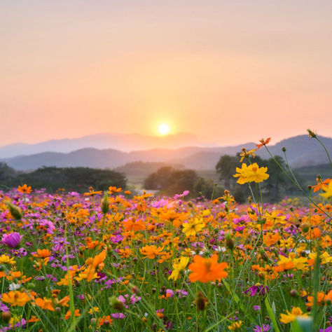 Spring flowers at sunrise with mountains in the background