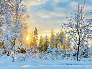 Sunny winter scene
