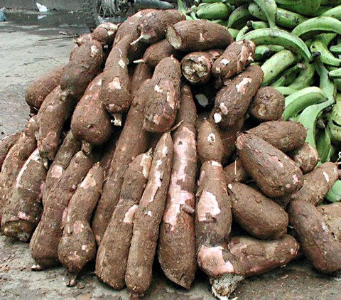 Yuca