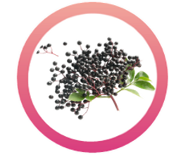elderberry.png