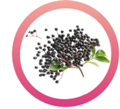 elderberry.png
