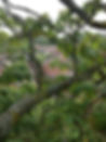 Trees & planning.JPG