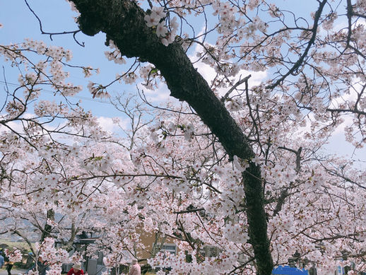 大きな桜の木の下で♪