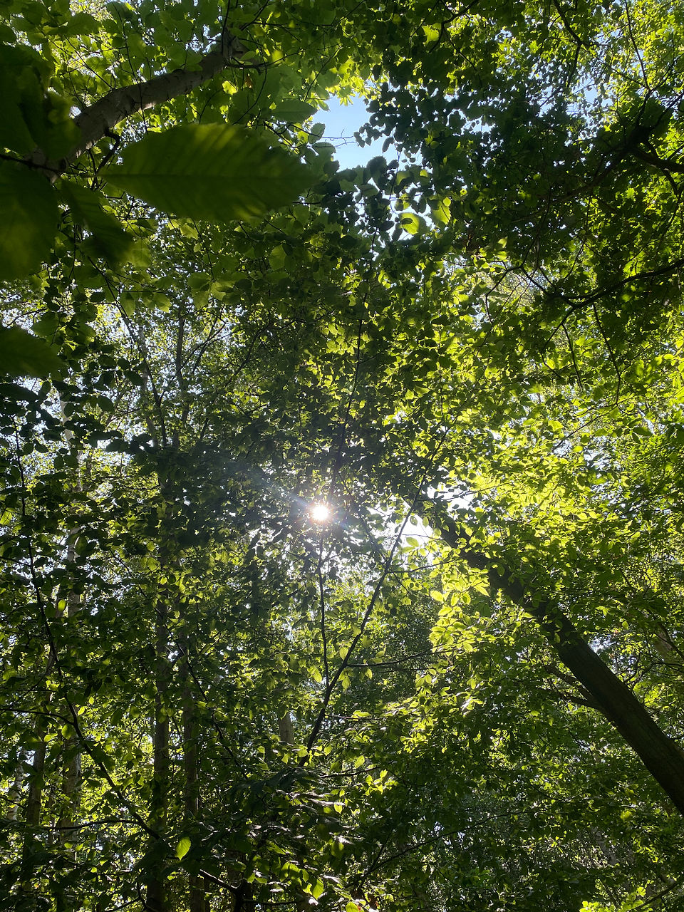 Sunshine through the trees in the woods