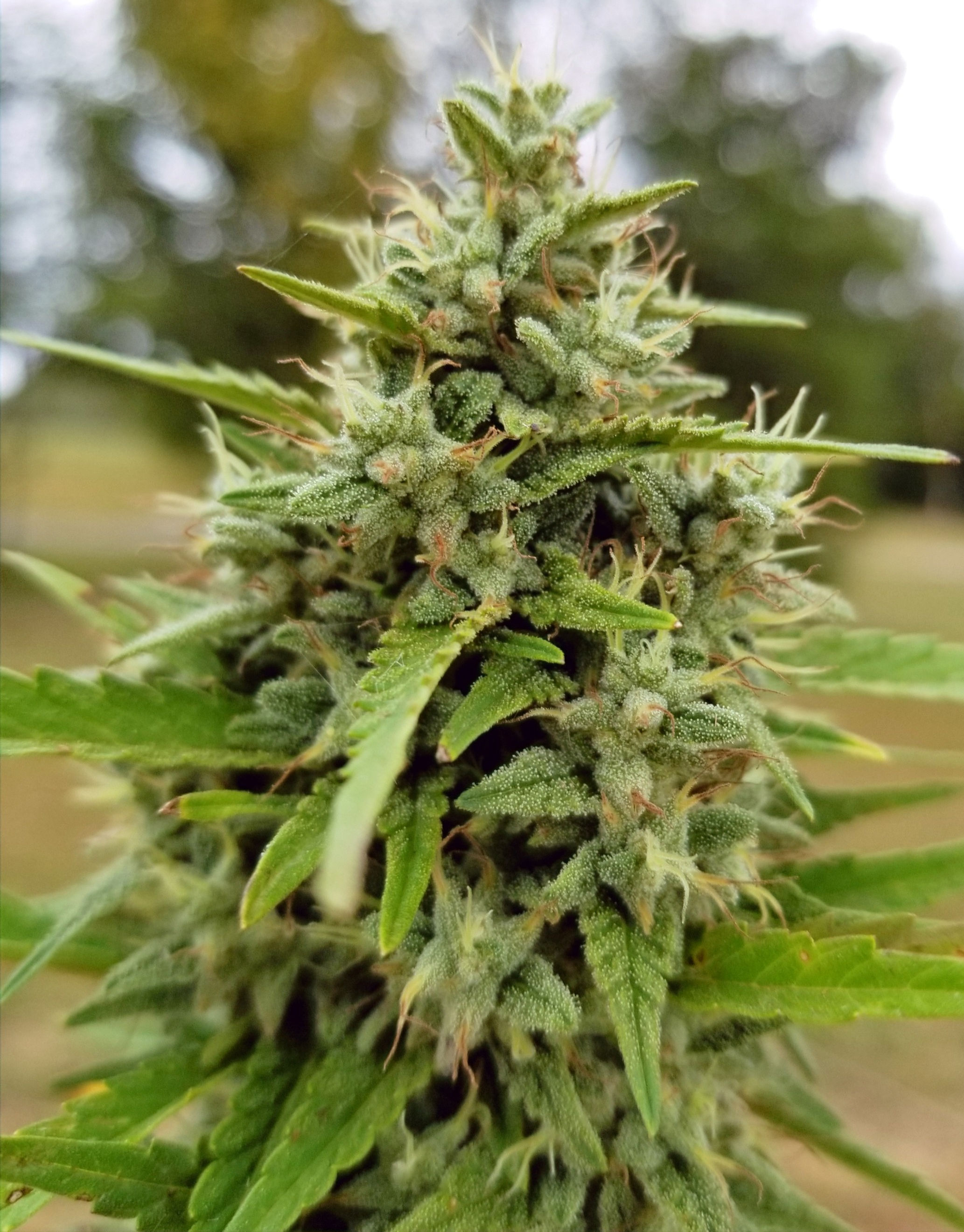 1/4th Ounce, 7 Grams, Premium TN T1 Flower