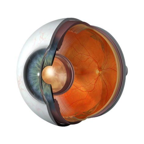 retina vitreous consultants reviews retina vitreous consultants reviews