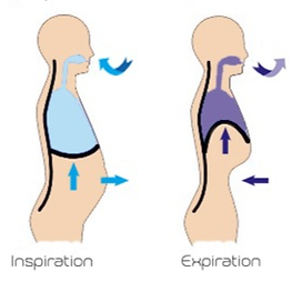 LA RESPIRATION ABDOMINALE.png