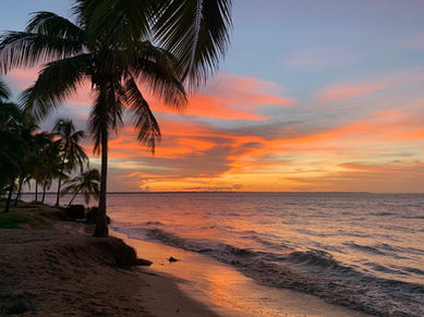 plage awala yalimapo - coucher de soleil - palmier  (1).jpeg