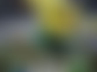 Bafana Bafana's Historic Qualification Marred by Controversy: A New Chapter in South African Football