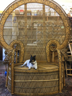 King Size Peacock Chair