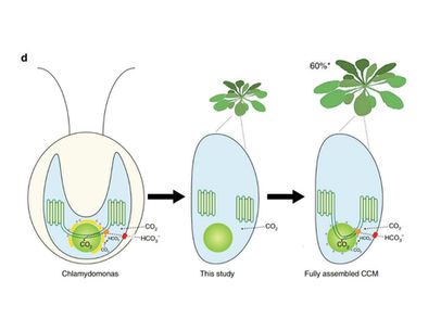 Algae Proteins for Photosynthetic CO2 Uptake to Enable Major Boost in Crop Yields by up to 60%