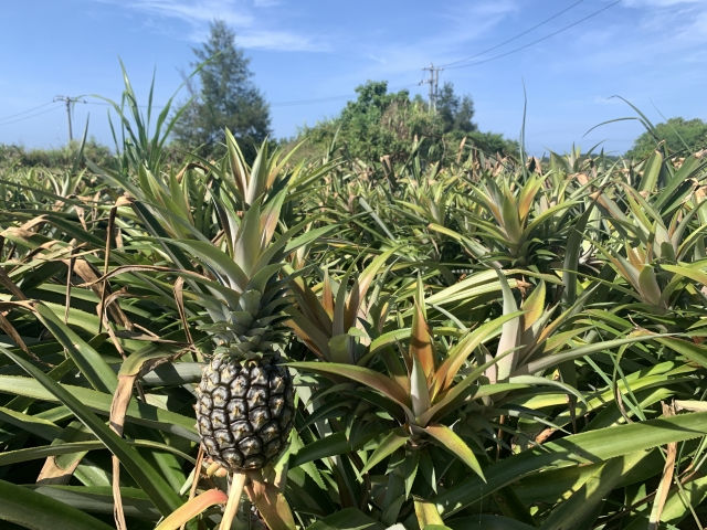 サムネイル： 天然素材でつくられた小物入れ 
