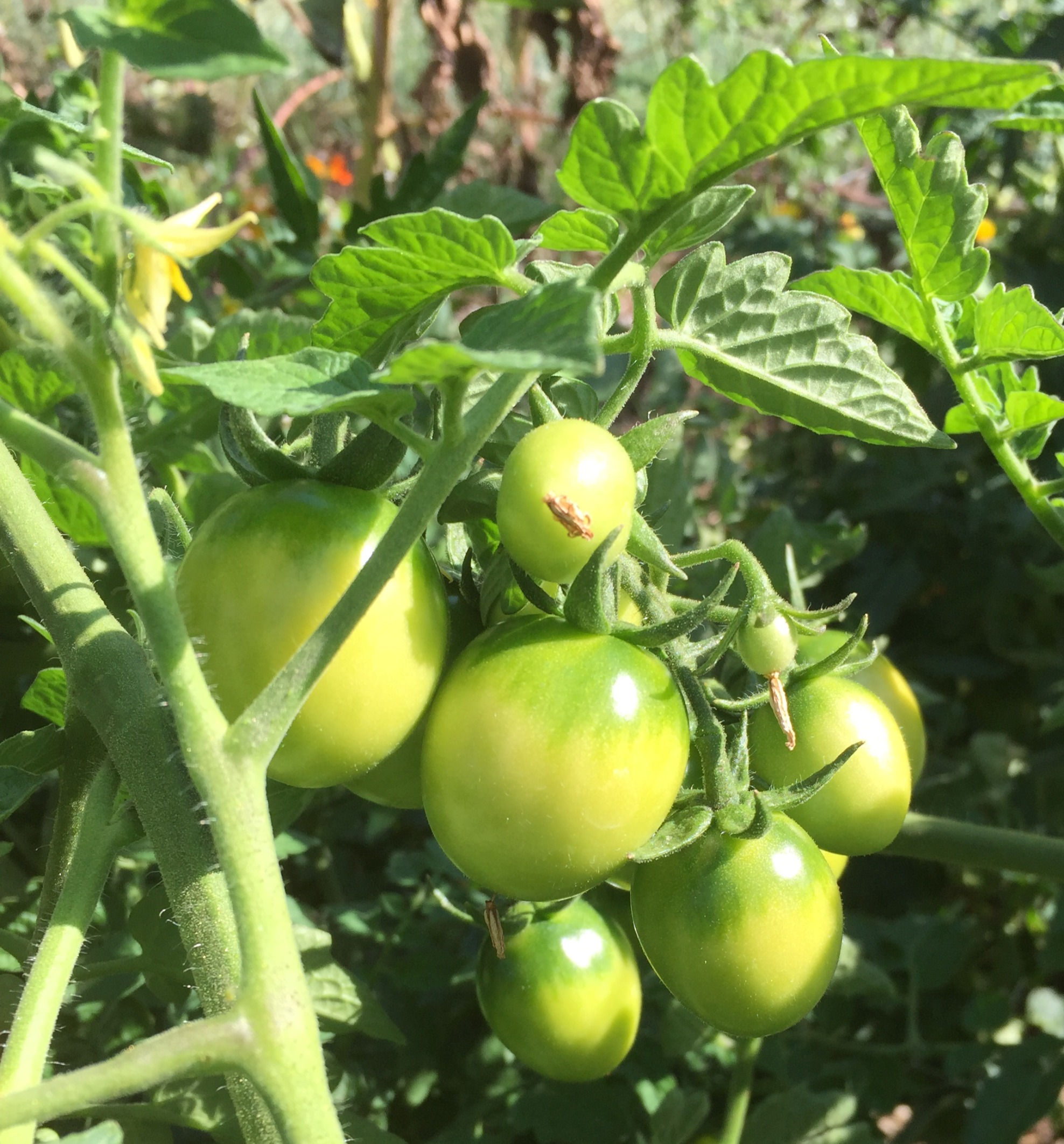 Green Tomatoes
