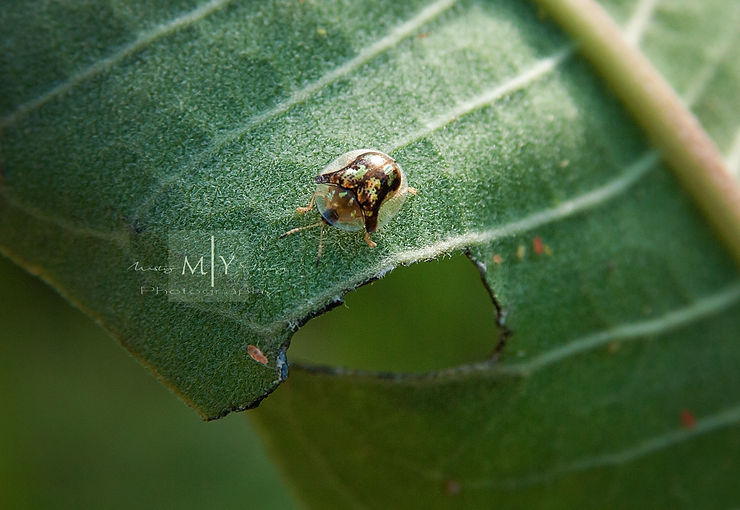 Tortoise shell beetle on milkweed leaf